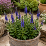 Veronika špicatá (Veronica spicata) ‘ANNIVERSARY BLUE’ - kont. C1L